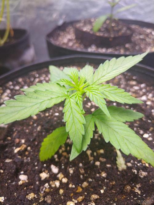 Ukhta. Fruit Gum. Week 1