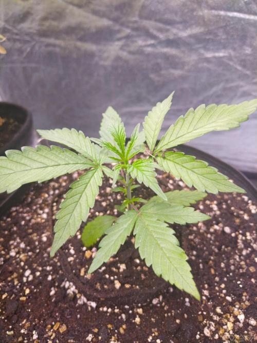 Ukhta. Fruit Gum. Week 1