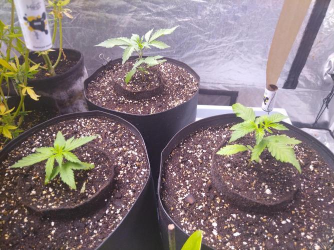 Ukhta. Fruit Gum. Week 1