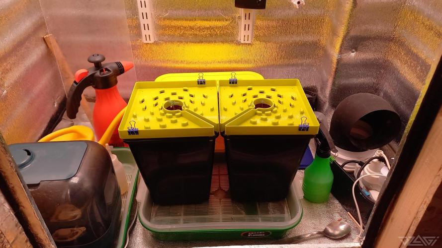 UKHTA. Fruit Gum. Week 1