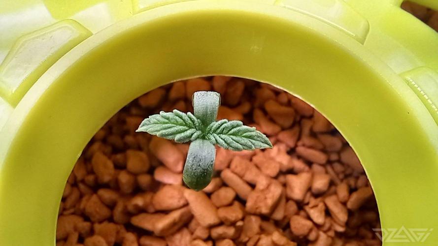 UKHTA. Fruit Gum. Week 1