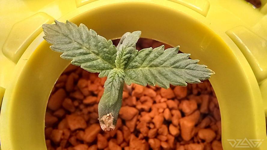 UKHTA. Fruit Gum. Week 1