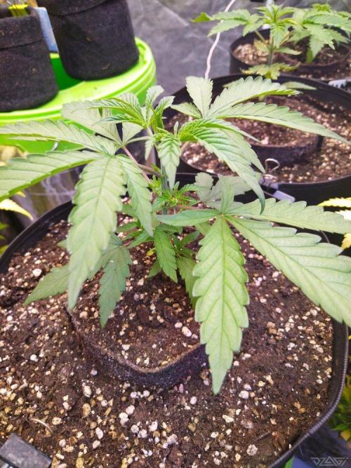 Ukhta. Fruit Gum. Week 2