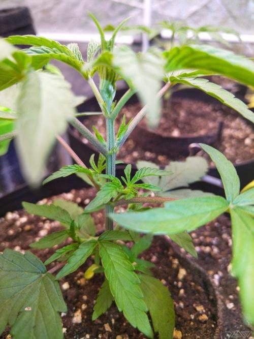 Ukhta. Fruit Gum. Week 2