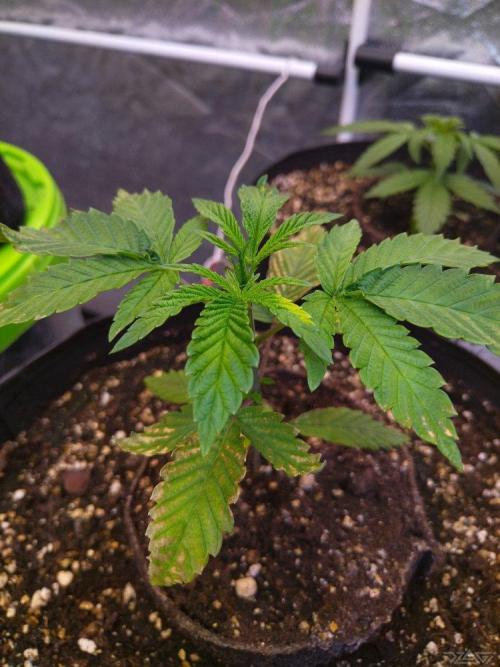 Ukhta. Fruit Gum. Week 2