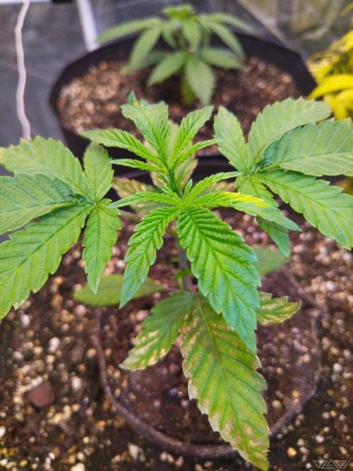 Ukhta. Fruit Gum. Week 2