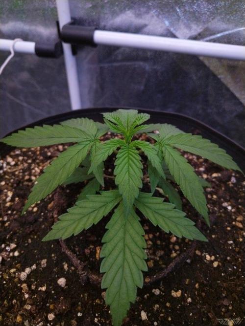 Ukhta. Fruit Gum. Week 2