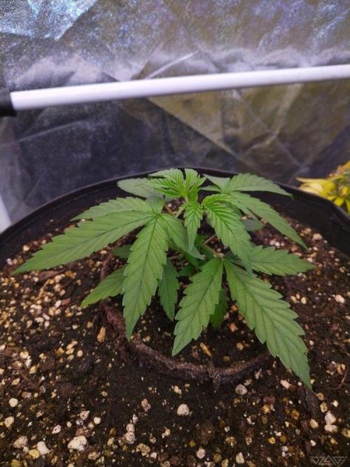 Ukhta. Fruit Gum. Week 2