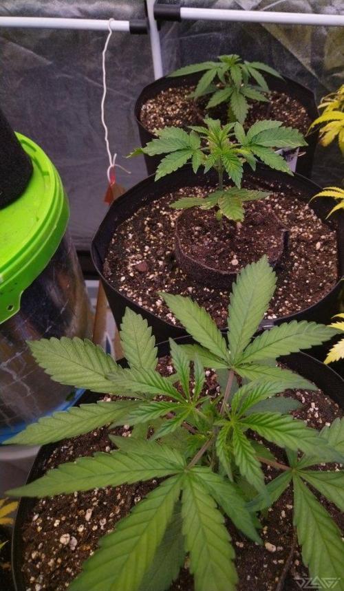 Ukhta. Fruit Gum. Week 2