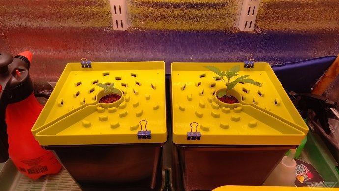 UKHTA. Fruit Gum. Week 2