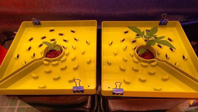 UKHTA. Fruit Gum. Week 2