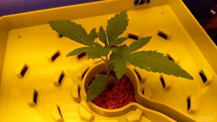 UKHTA. Fruit Gum. Week 2