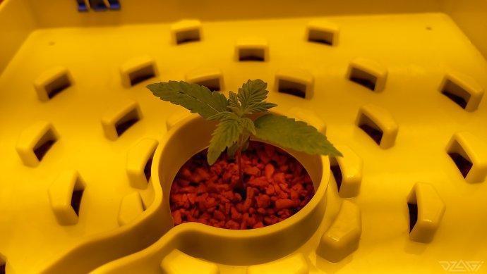 UKHTA. Fruit Gum. Week 2