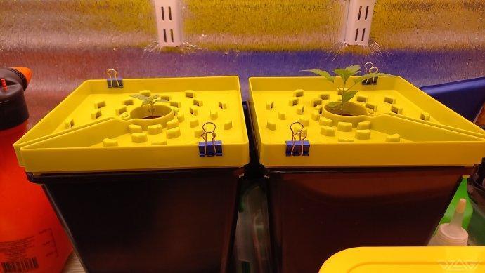 UKHTA. Fruit Gum. Week 2