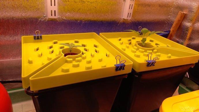 UKHTA. Fruit Gum. Week 2