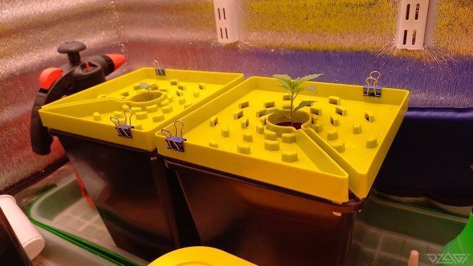 UKHTA. Fruit Gum. Week 2