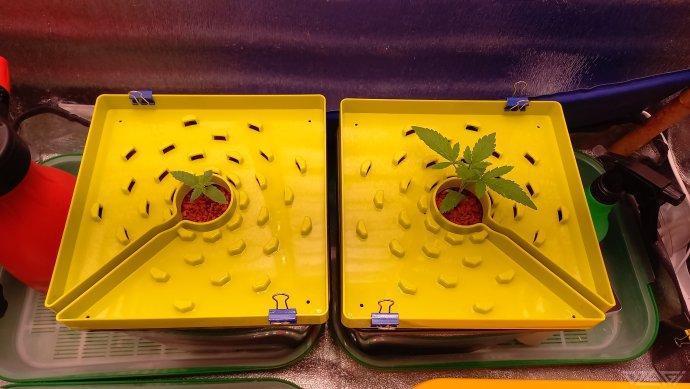 UKHTA. Fruit Gum. Week 2