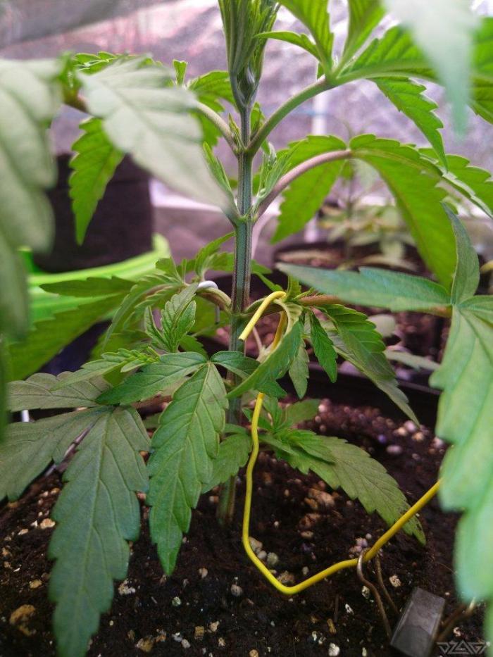 Ukhta. Fruit Gum. Week 3