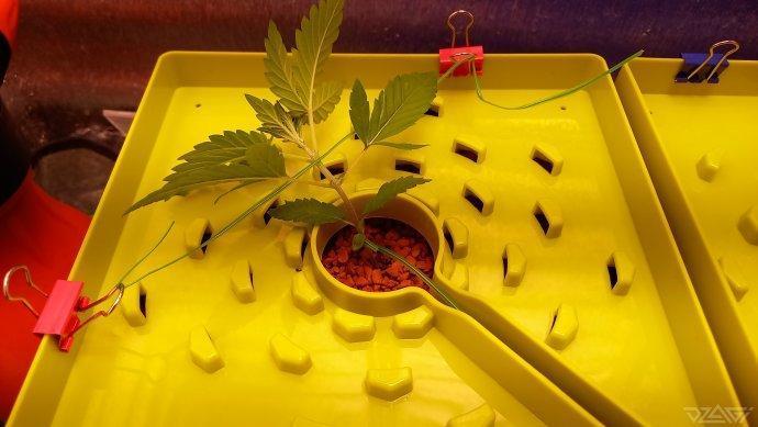 UKHTA. Fruit Gum. Week 3