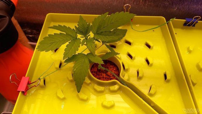 UKHTA. Fruit Gum. Week 3