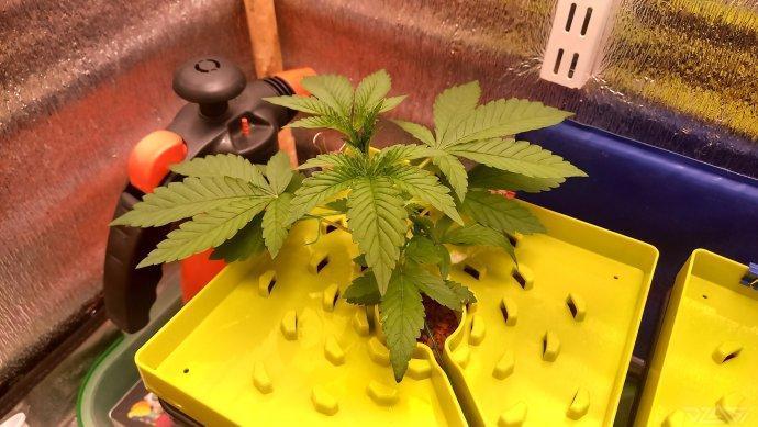 UKHTA. Fruit Gum. Week 3