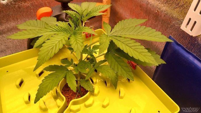 UKHTA. Fruit Gum. Week 3