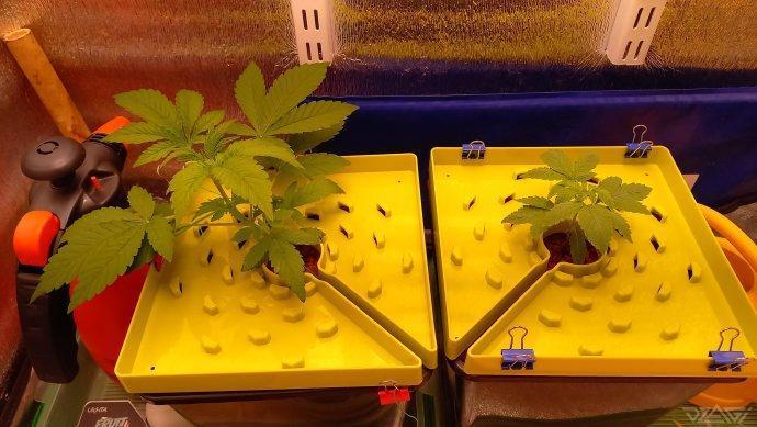 UKHTA. Fruit Gum. Week 3