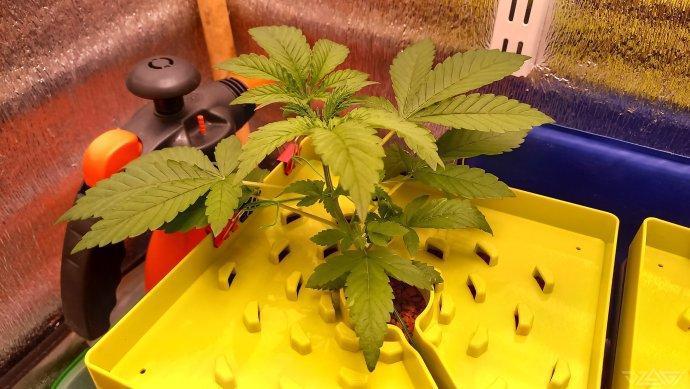 UKHTA. Fruit Gum. Week 3