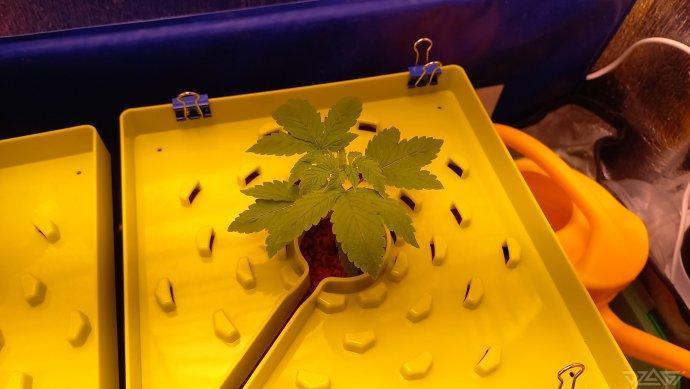 UKHTA. Fruit Gum. Week 3