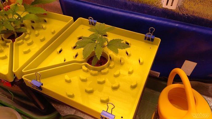 UKHTA. Fruit Gum. Week 3