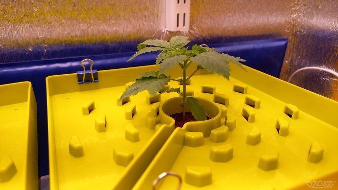 UKHTA. Fruit Gum. Week 3