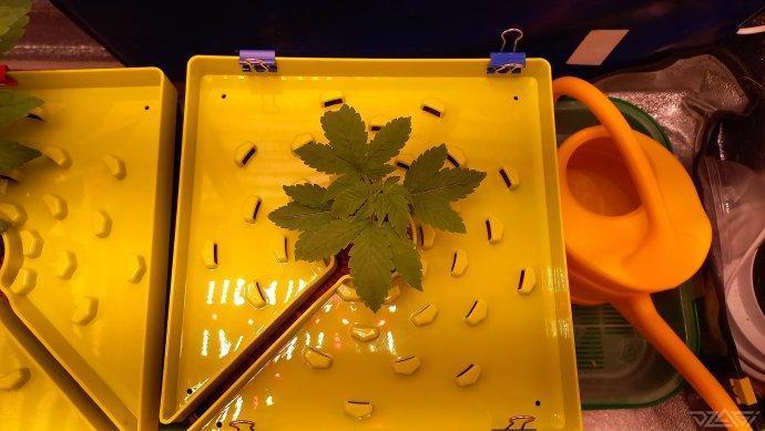 UKHTA. Fruit Gum. Week 3