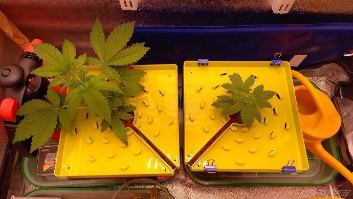 UKHTA. Fruit Gum. Week 3