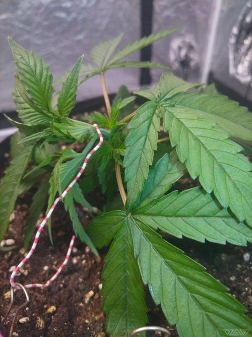 Ukhta. Fruit Gum. Week 4