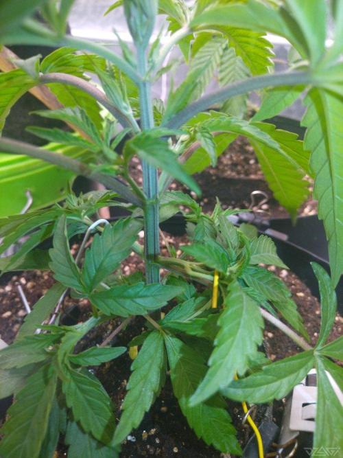 Ukhta. Fruit Gum. Week 4