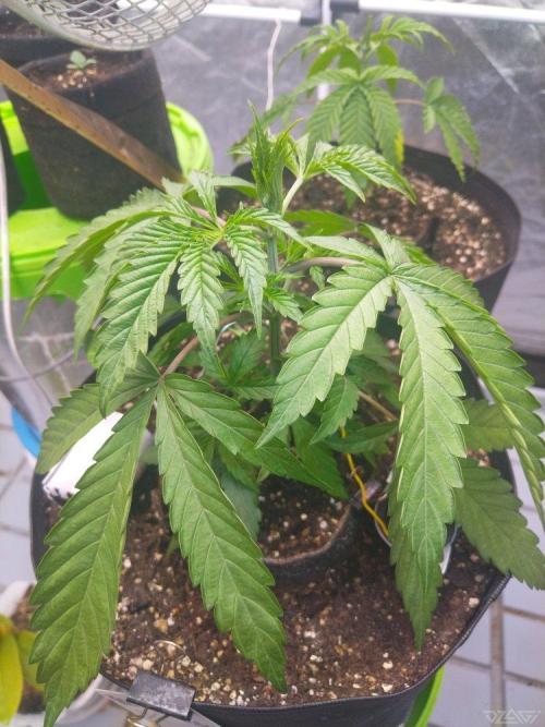 Ukhta. Fruit Gum. Week 4
