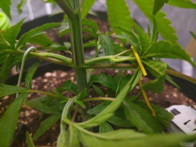 Ukhta. Fruit Gum. Week 4