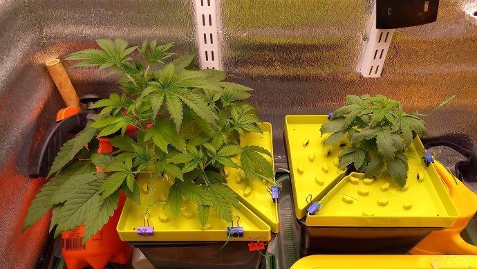 UKHTA. Fruit Gum. Week 4