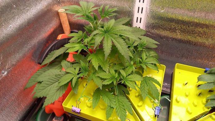 UKHTA. Fruit Gum. Week 4