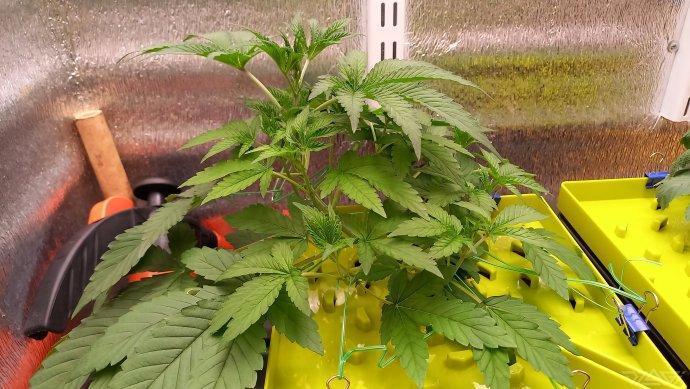 UKHTA. Fruit Gum. Week 4