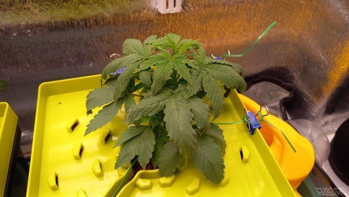 UKHTA. Fruit Gum. Week 4