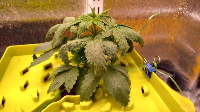 UKHTA. Fruit Gum. Week 4