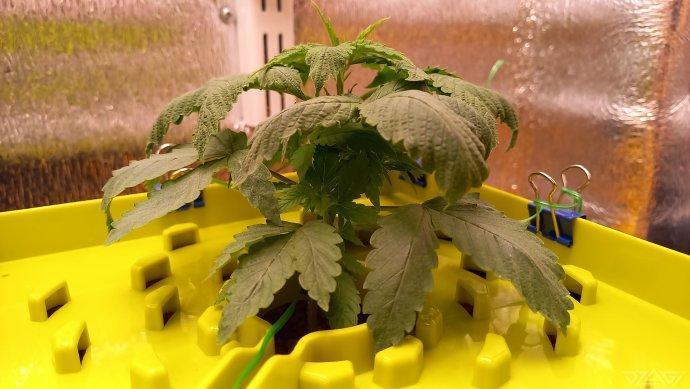 UKHTA. Fruit Gum. Week 4