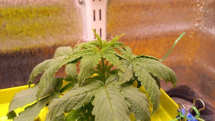 UKHTA. Fruit Gum. Week 4