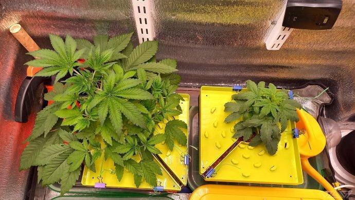 UKHTA. Fruit Gum. Week 4