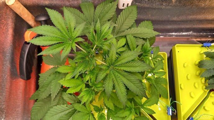 UKHTA. Fruit Gum. Week 4