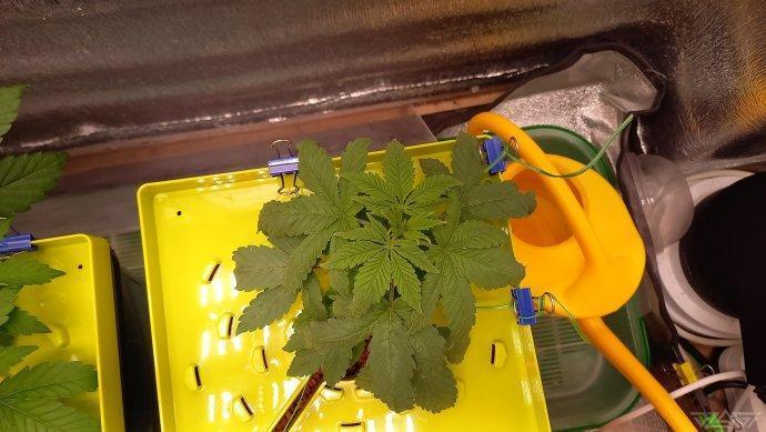 UKHTA. Fruit Gum. Week 4