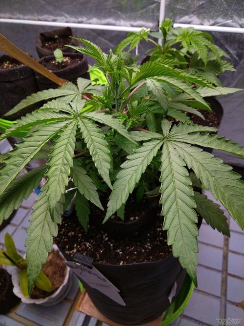 Ukhta. Fruit Gum. Week 5