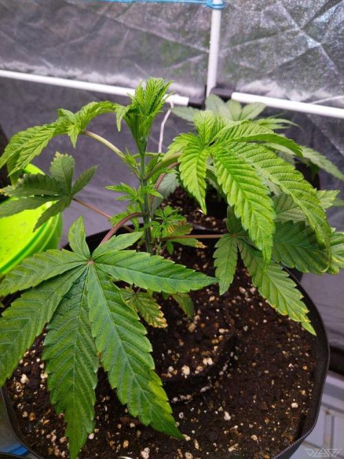 Ukhta. Fruit Gum. Week 5