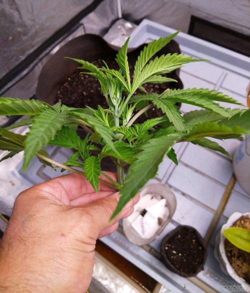 Ukhta. Fruit Gum. Week 5